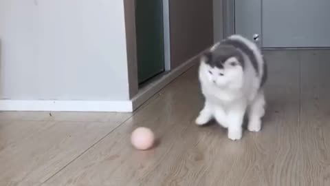 Cat playing tennis