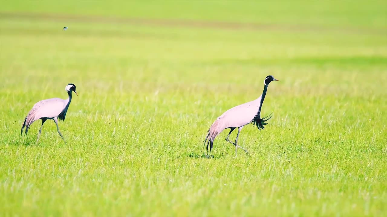 Beautiful birds in nature