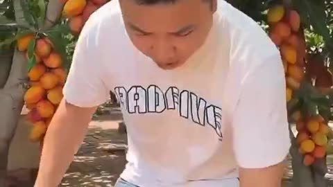 Manga sem caroço em outro país - parte 2