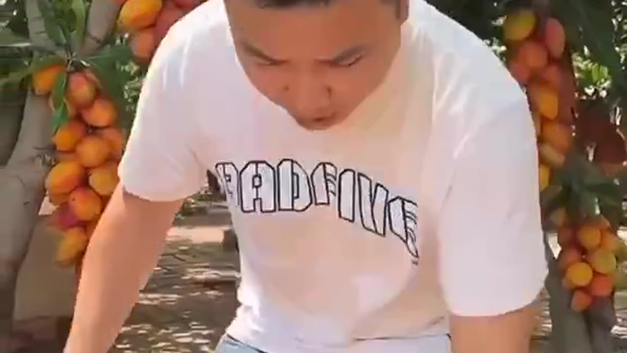 Manga sem caroço em outro país - parte 2