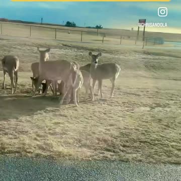 DEER FEEDING