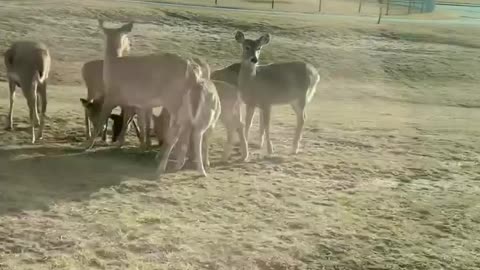 DEER FEEDING