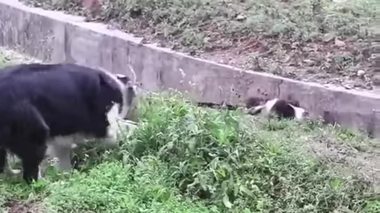Mom will save you❤❤