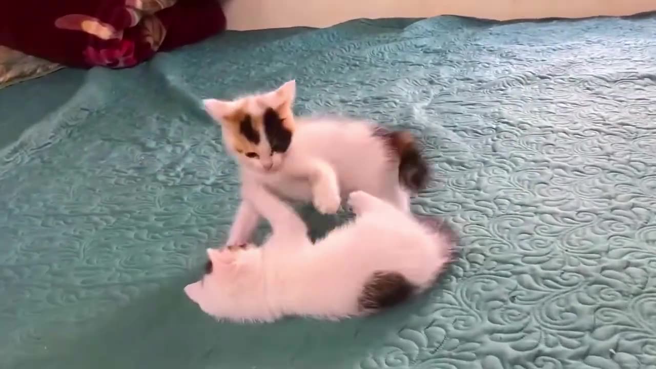 Cute and Funny Cats Playing Videos Compilation 2023