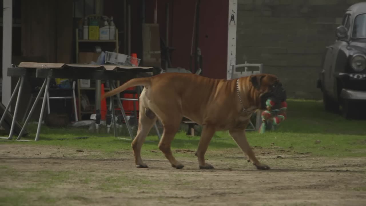 ALL ABOUT LIVING WITH THE BULLMASTIFF