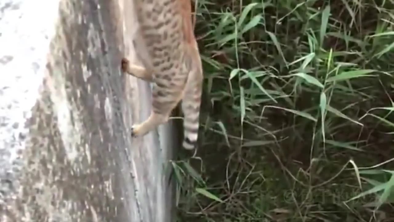 kung fu cat