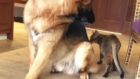 Cat cat vs dog