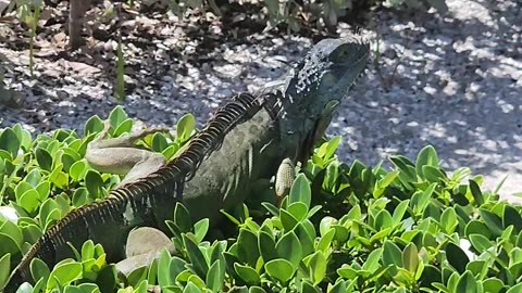 South Florida Beach Life