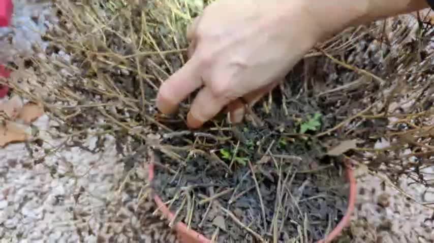 2023-01-25 (2) - livraison - Twitch Decheterie