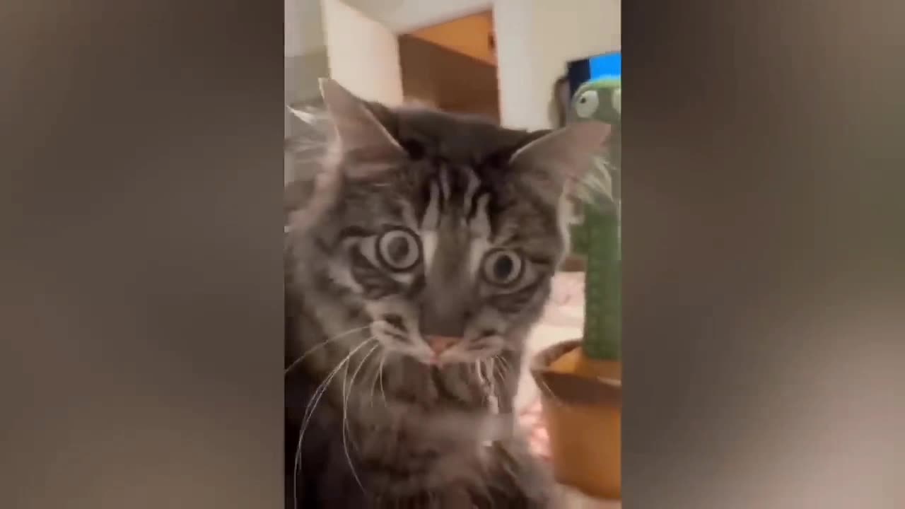 Funny animal Video 🤣 Funiest Cats and Dogs video