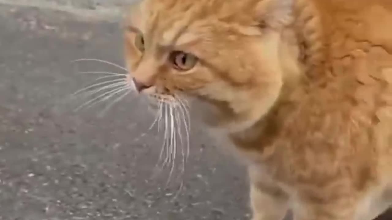 Trrnding Cute Cats😹Funny Fail ops Moments Clips #shorts