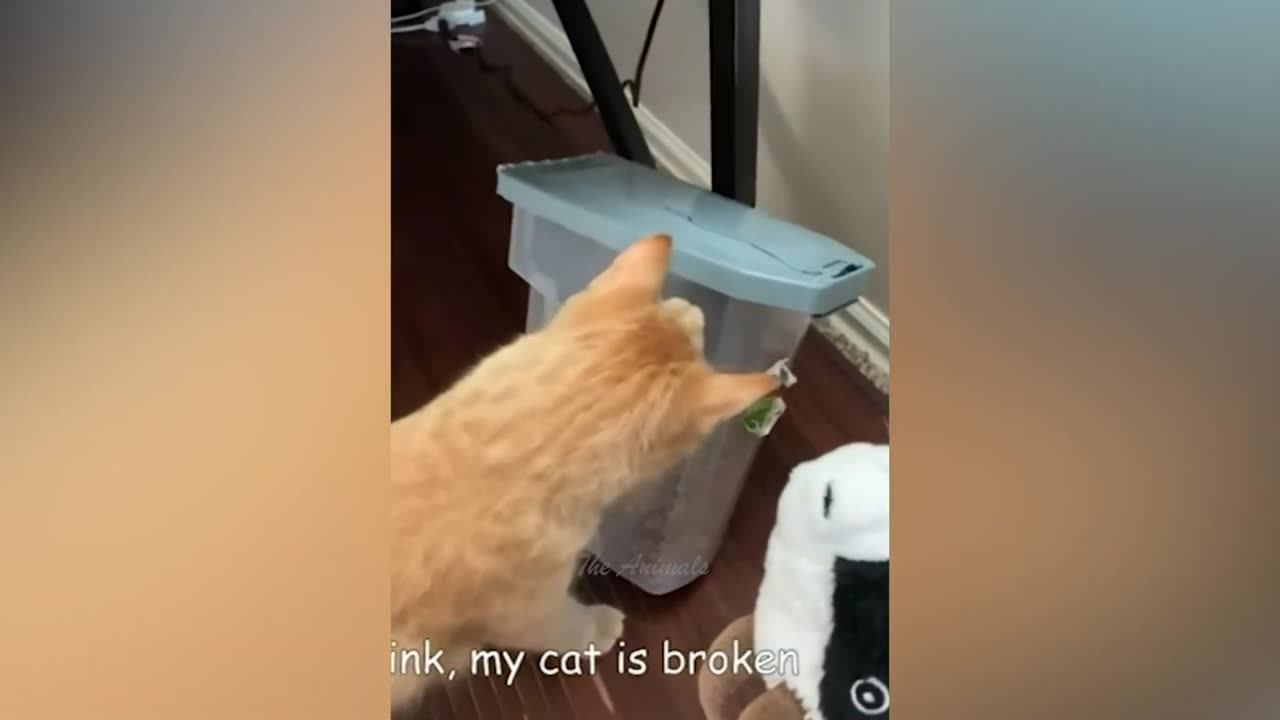 Best Funny Animal Videos Of The 2022 π€£ - Funniest Cats And Dogs Videos πΊπ (102)