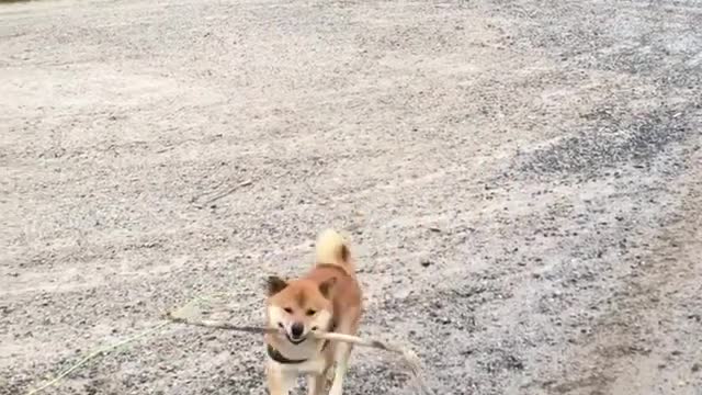 "Brother, do you want to take me to travel or go hunting?"