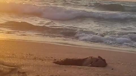 beach at sunset