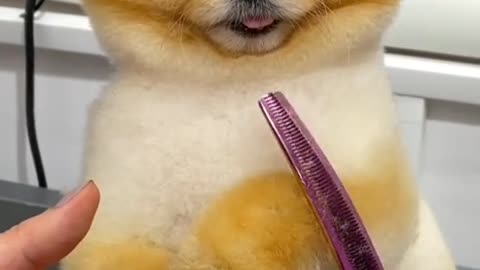 #funny #funnyvideos #foryou #fyp #foryoupage #funnyanimals #dog
