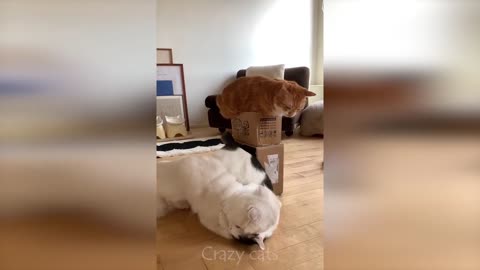 Cute and Funny cat's videos