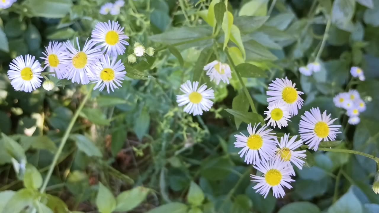 Daisies