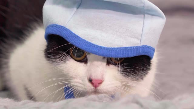 Cat Looking Shy While on Gray Bed