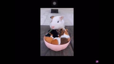 Cute baby animal videos compilation.