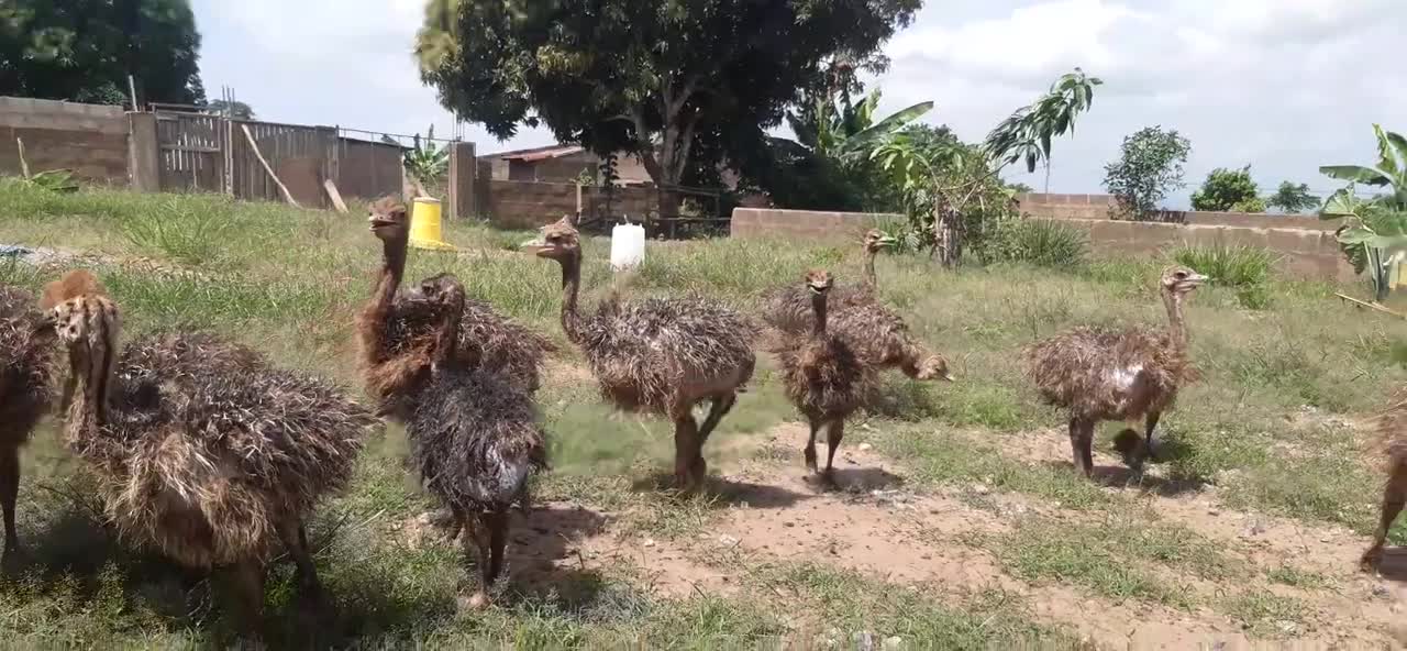 Ghana - Ostriches at 2 Weeks of Age