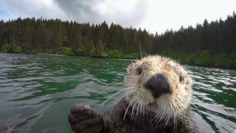 Cute otters intimately filmed by spy camera | Spy in the Wild - BBC