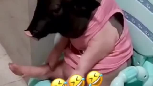 FUNNY ANIMAL #shorts #funny #fun #funnyvideo #tiktok #tiktokvideo