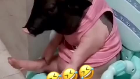 FUNNY ANIMAL #shorts #funny #fun #funnyvideo #tiktok #tiktokvideo