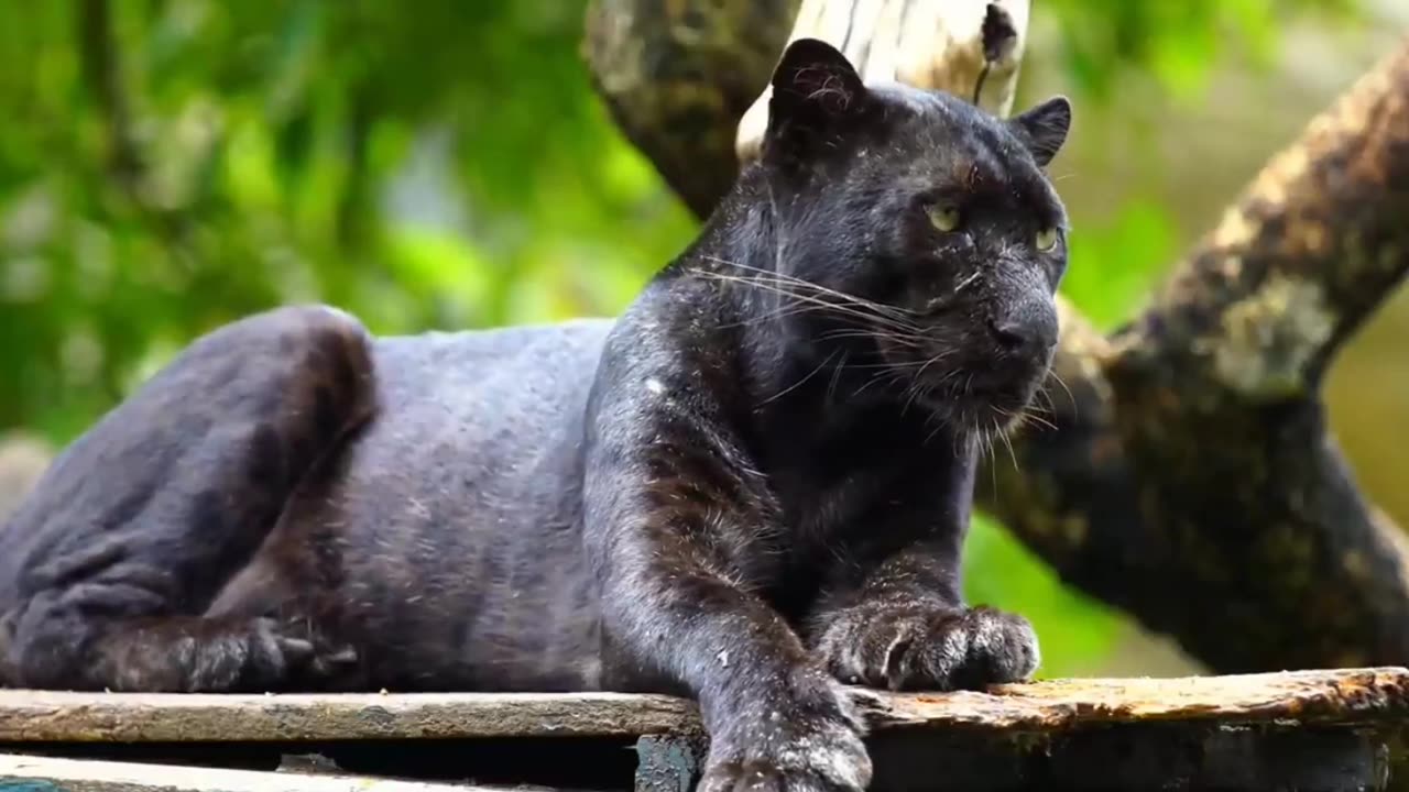 Stunning Animals in 4K - Animals Around The World With Real Nature Sounds