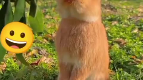 Funny rabbit (3)