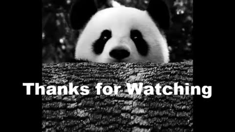 Cute panda