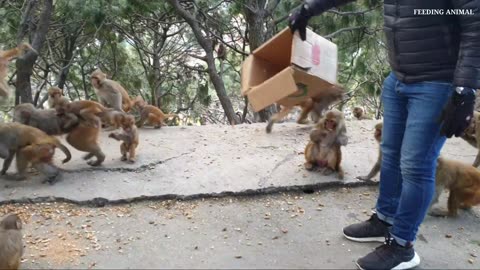 monkey love peanuts || feeding one box peanuts to hungry monkey || feeding monkey