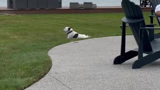 Live TV Won't Stop This Dog From Loving Itself