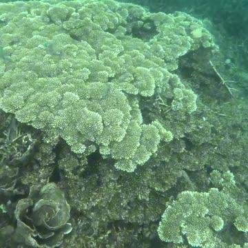 Underwater Adventures: Day of Snorkeling!