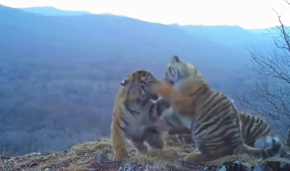 Amur tiger cubs are resting.