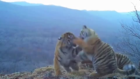 Amur tiger cubs are resting.