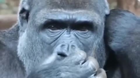 Funny Monkey Picking his nose Funny Video