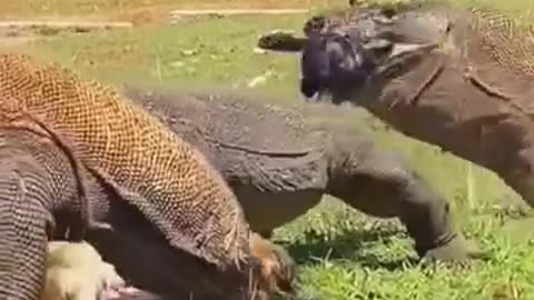 Feróz comodo traga feto de antílope :O