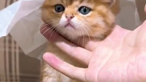 cat dancing funny cats short