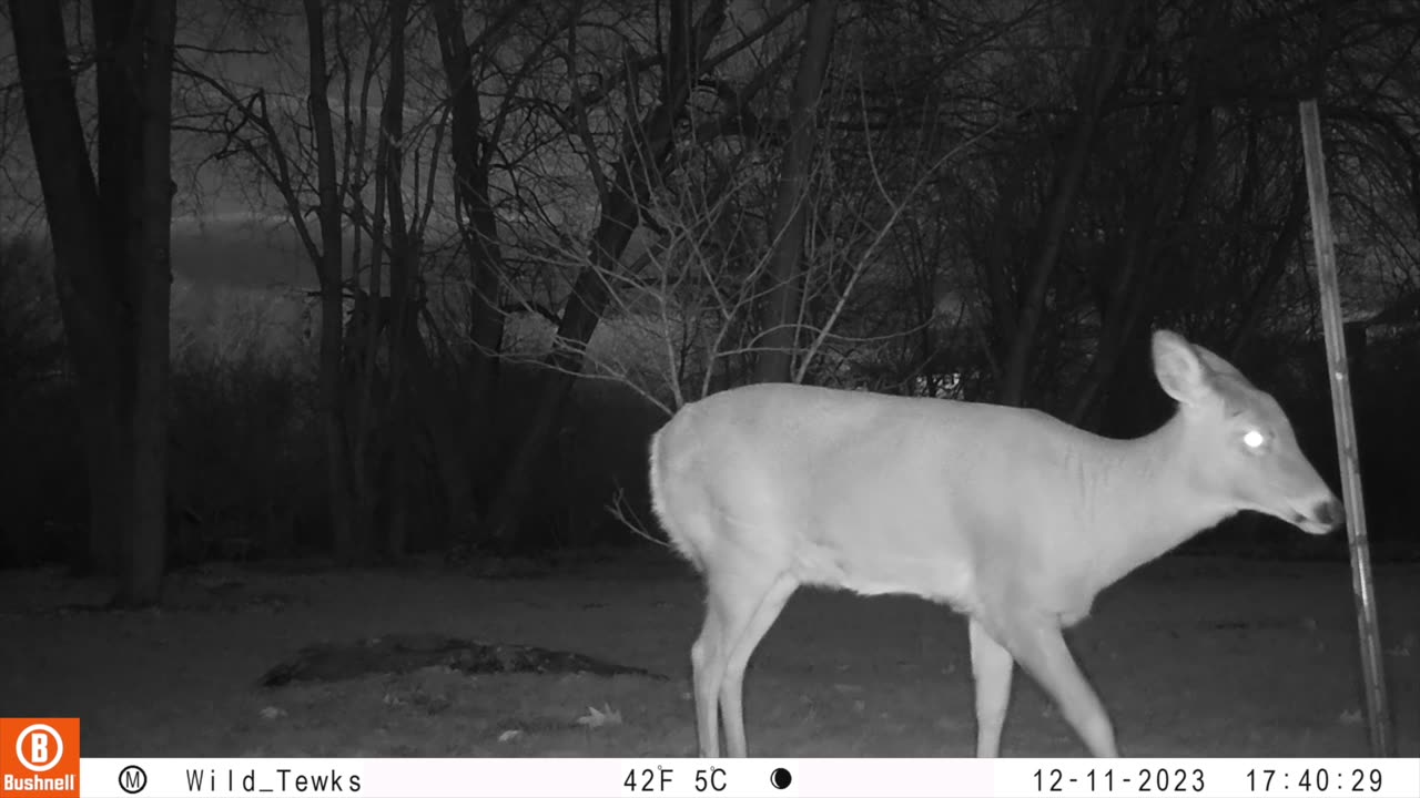 December deer with apple tree