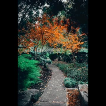 Nature beauty 🦚🦚