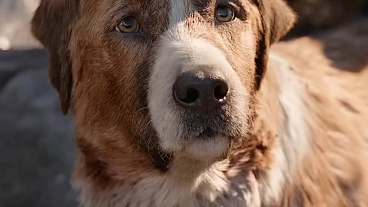 Dogs and film