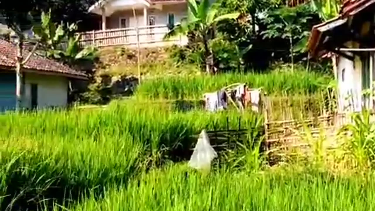 small river on the edge of the rice fields