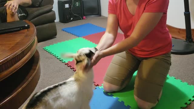 Woman Teaches Goat to Fistbump