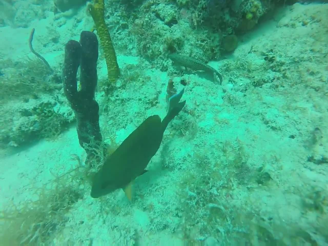 Petit poisson en mer des Caraïbes