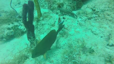 Petit poisson en mer des Caraïbes