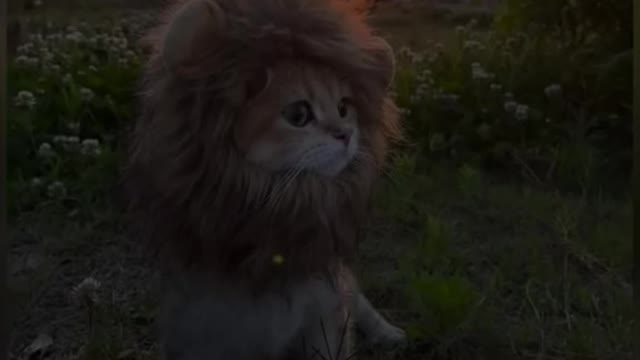 Funny cats video