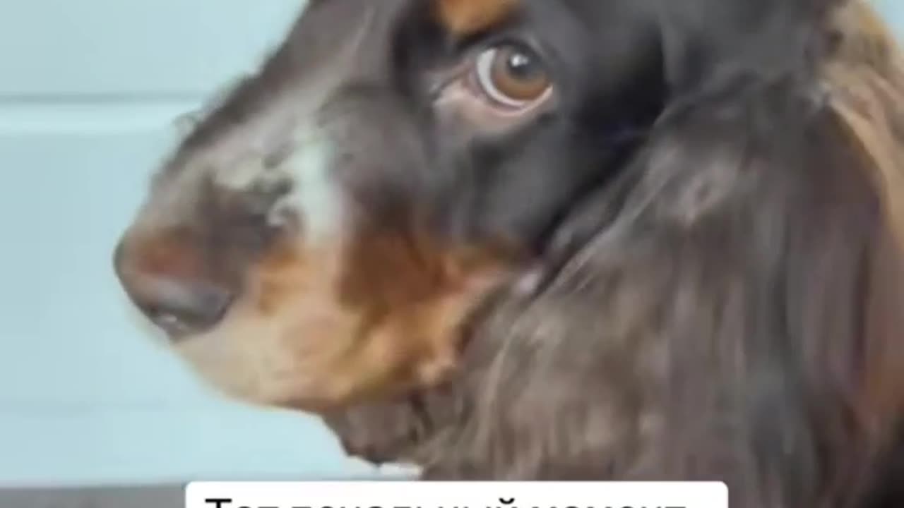 Dog Has Emotional Reaction To Video Of Crying Puppy