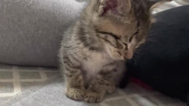 Tired Kitty Can't Keep Its Eyes Open