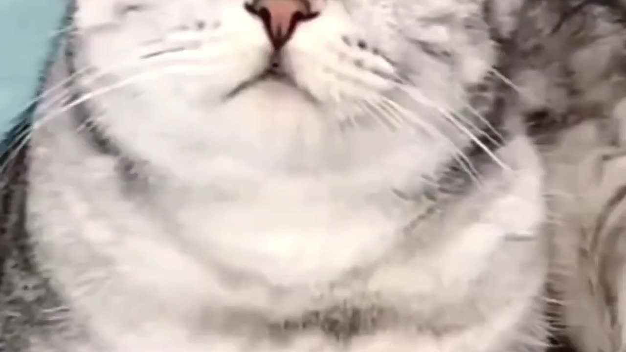 Funny animals video cat replying #funny #cat