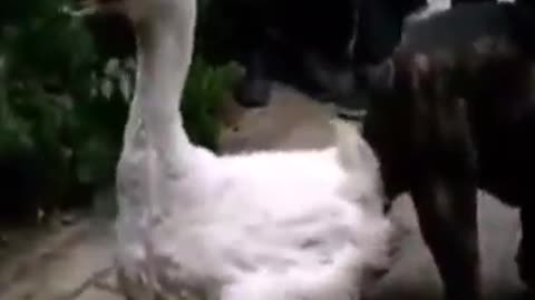 2s)funnyvideo